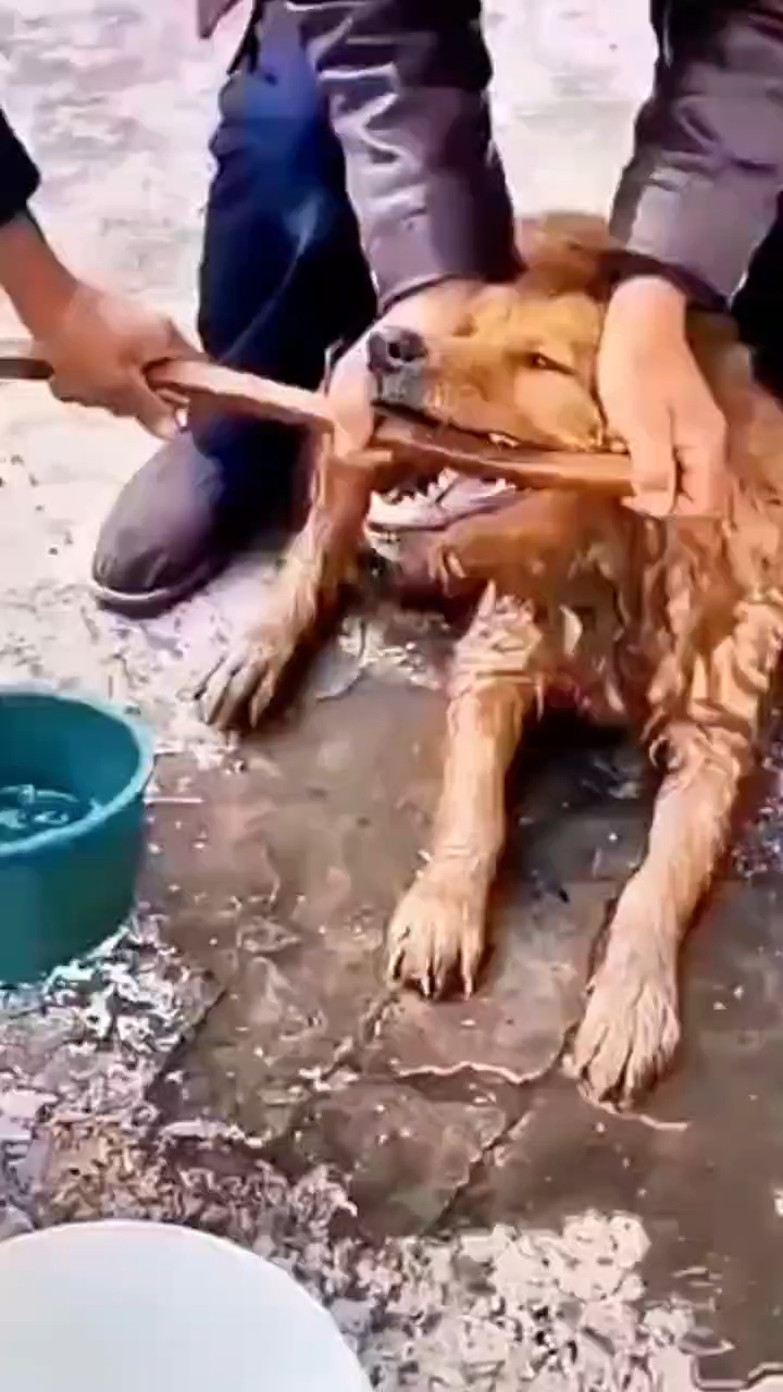 这狗不小心被人害了，还好有好心人帮忙
